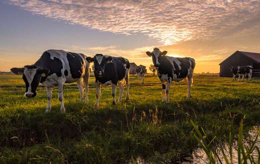 Farmer livestock online