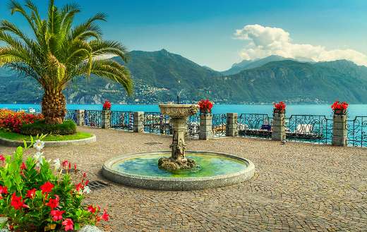 Flowers palm tree shore lake online