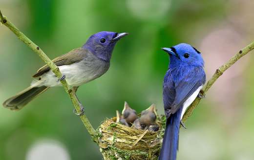 Flycatcher nest online