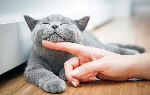 Happy kitty being stroked under chin