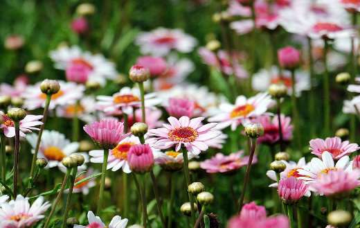Marguerites daisy buds flowers