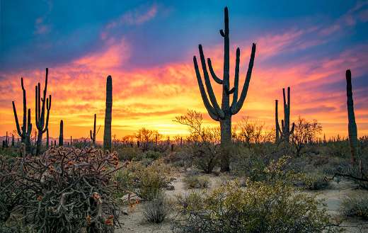 Massive saguaros in Sonoran desert at sunset