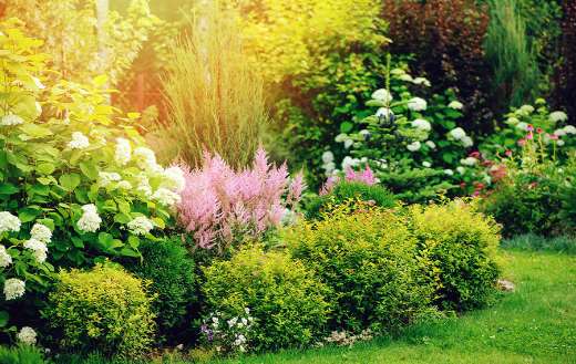 Pink astilbe hydrangea online
