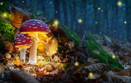 Mystical fly agarics glow