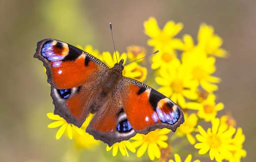Orange butterfly on flower