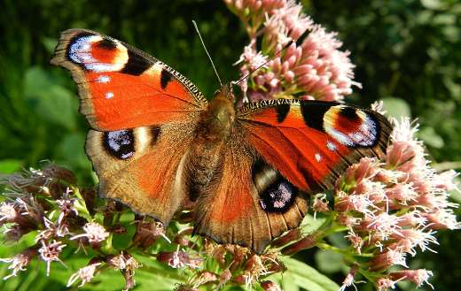 Peacock butterfly online