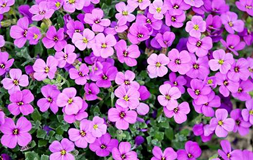 Purple petals online