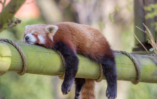 Sleeping black and red color animal