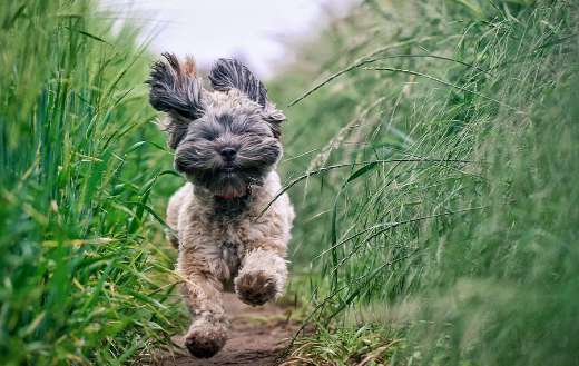 Small hairy dog running