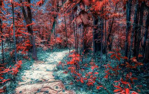 Small way in fantasy forest