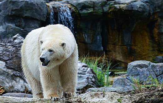 Wildlife animal online