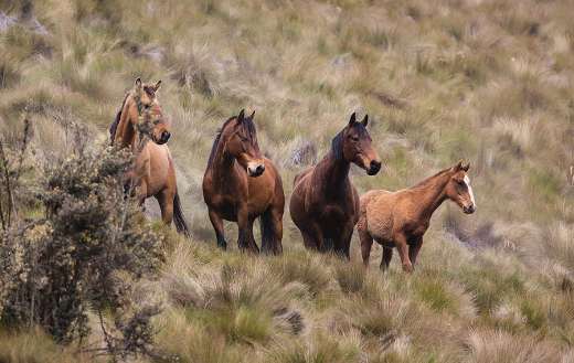 Wildlife group of horses