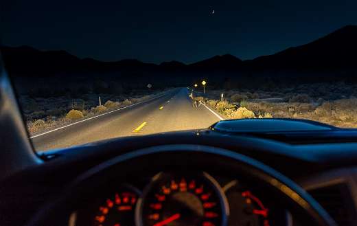 Animal in the wild puzzle