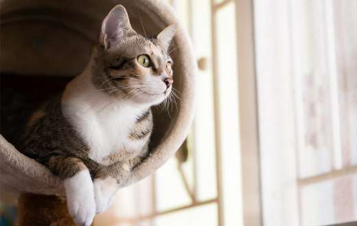 Companion animal puzzle