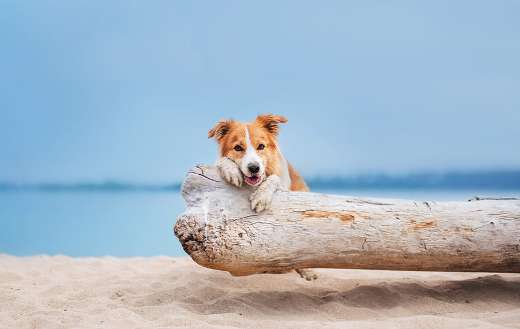 Dog loves to run online