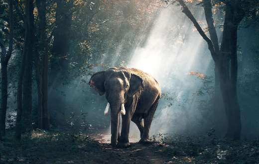 Elephants in the forest puzzle