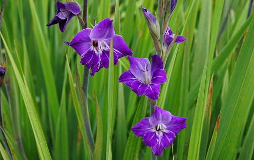 Gladiolus purple flower puzzle