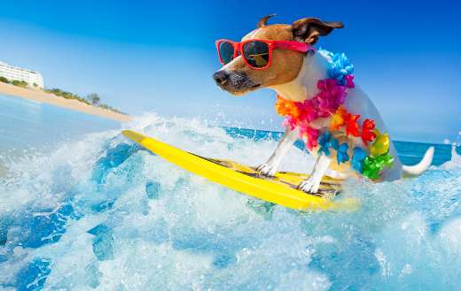 Jack russell dog surfing on a wave