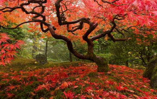 Japanese maple with fall colors