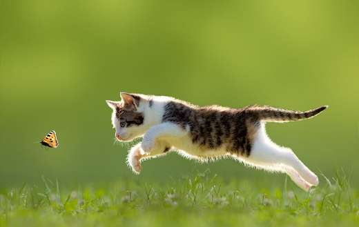 Kitty jumping catching