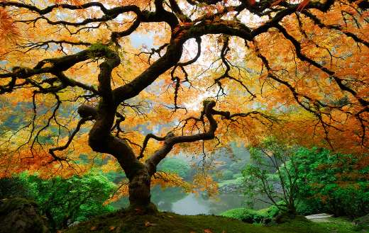 Maple tree canvas wall art