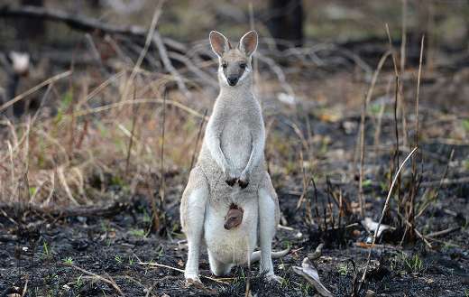 Mother kangaroo forest fire
