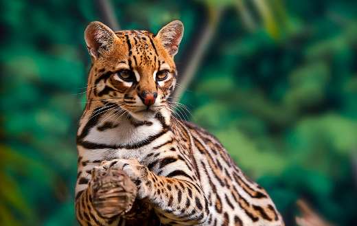 Ocelot rests on a tree puzzle