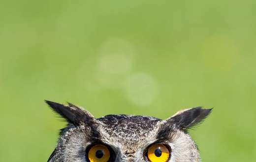 Owl's eyes online