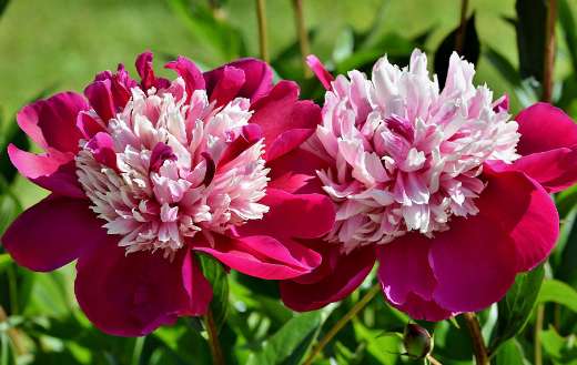 Peony rose bud puzzle