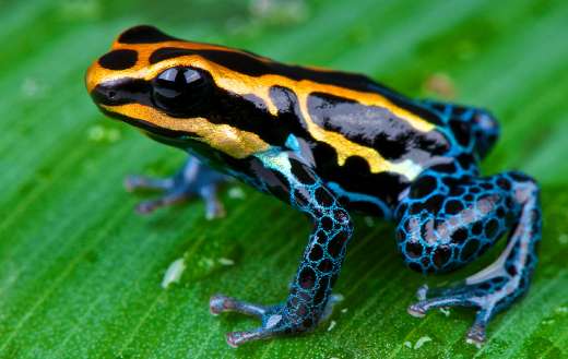 Poison dart frogs online