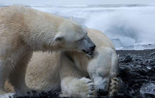 Polar bears puzzle
