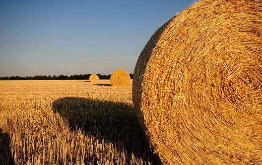 Rolls of hay in the field online