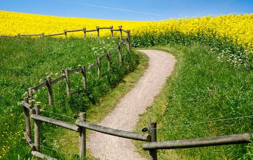 Stunning sight online