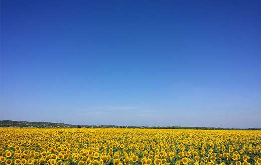 Sunflower under blue sky