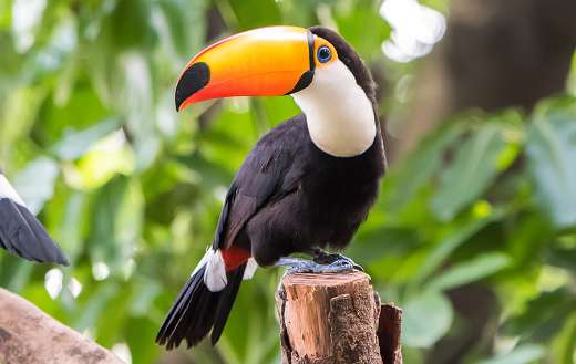 Toucan on the branch online