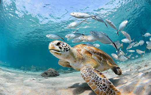 Turtle followed by some silver fish
