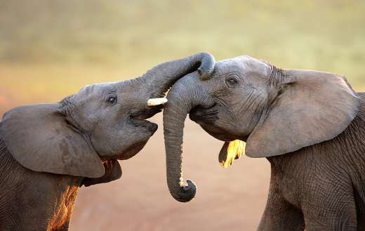 Two elephants puzzle