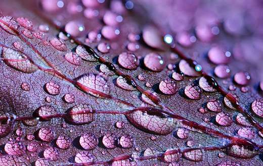 Water drops on purple leaves