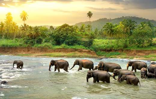 Wildlife reserve online