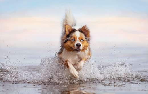 Australian shepherd dog in water