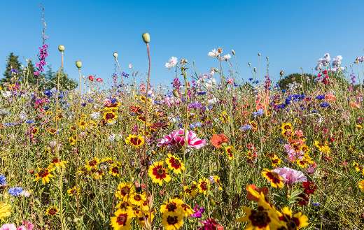 Beautiful different flowers and colors
