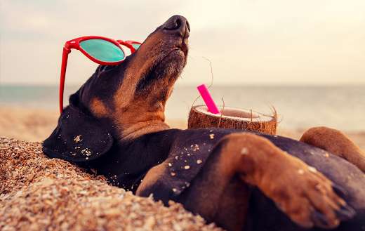 Beautiful of dachshund buried in sand beach