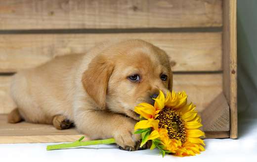 Blonde labrador puppy lies in wooden box sunflower its paws