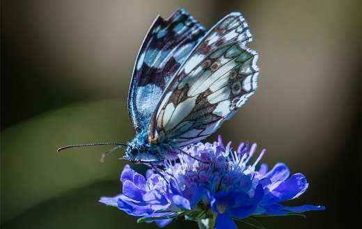 Butterfly macro blossom puzzle