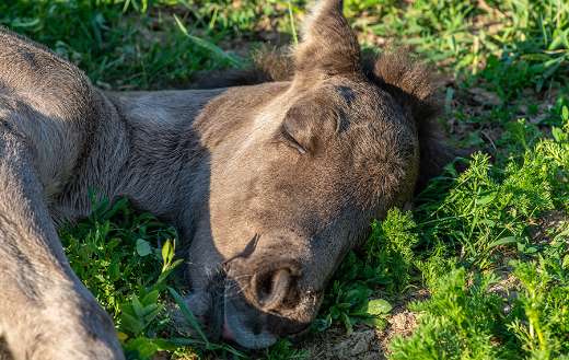 Close up head photo icelandic horse