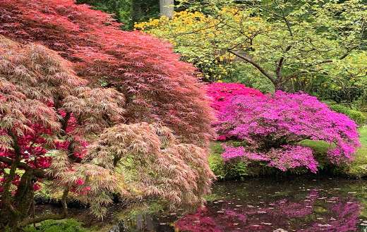 Dark pond with japanese maple reflection