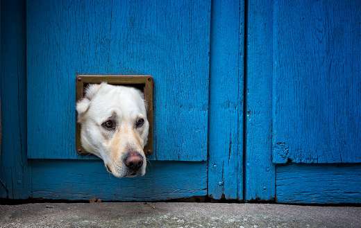 Dog head in small hole online