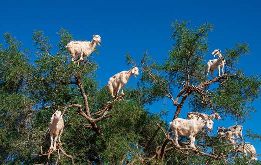 Goats on the tree branches