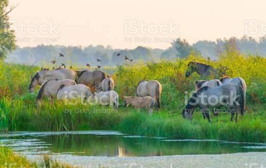 Horses on a bright area