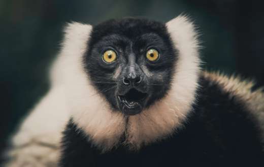 Lemur Madagascar online